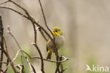 Cape White-eye (Zosterops capensis)