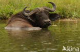 Kaapse buffel (Syncerus caffer)