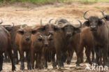 Kaapse buffel (Syncerus caffer)