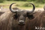 Kaapse buffel (Syncerus caffer)