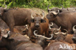 Cape buffalo (Syncerus caffer)