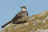Cape Wagtail (Motacilla capensis)