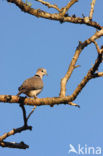 Kaapse Tortel (Streptopelia capicola)