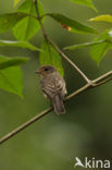 Kaapse vliegenvanger (Muscicapa adusta)