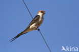 Greater Striped-Swallow (Hirundo cucullata)