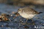 Kanoetstrandloper (Calidris canutus)