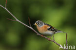 Brambling (Fringilla montifringilla)