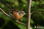 Brambling (Fringilla montifringilla)