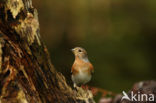 Brambling (Fringilla montifringilla)