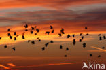 Lapwing (Vanellus vanellus)