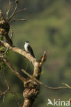 Klaas’s Cuckoo (Chrysococcyx klaas)