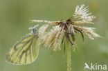 Klein geaderd witje (Pieris napi)