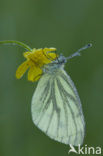 Klein geaderd witje (Pieris napi)