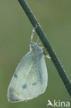 Klein koolwitje (Pieris rapae)