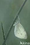 Klein koolwitje (Pieris rapae)