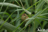 Kleine Karekiet (Acrocephalus scirpaceus)