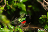 Kleine kraaghoningzuiger (Cinnyris chalybeus)