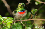 Kleine kraaghoningzuiger (Cinnyris chalybeus)