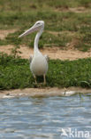 Kleine Pelikaan (Pelecanus rufescens)