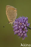 Kleine vuurvlinder (Lycaena phlaeas)