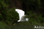 Kleine Zilverreiger (Egretta garzetta) 