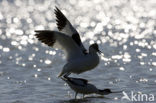 Pied Avocet (Recurvirostra avosetta)