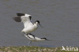 Pied Avocet (Recurvirostra avosetta)