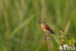 Eurasian Linnet (Carduelis cannabina)