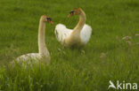 Knobbelzwaan (Cygnus olor)