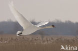 Knobbelzwaan (Cygnus olor)