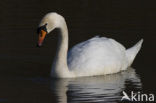 Knobbelzwaan (Cygnus olor)