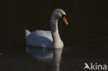 Knobbelzwaan (Cygnus olor)