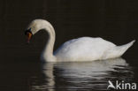 Knobbelzwaan (Cygnus olor)