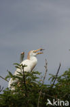 Cattle Egret (Bubulcus ibis)