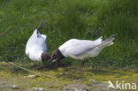 Black-headed Gull (Larus ridibundus)