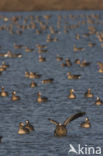 White-fronted goose (Anser albifrons)