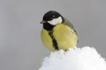 Koolmees (Parus major)