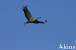 Kraanvogel (Grus grus)