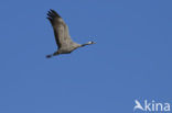 Kraanvogel (Grus grus)