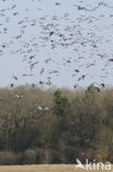 Kraanvogel (Grus grus)