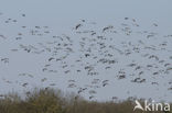 Kraanvogel (Grus grus)