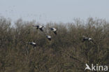 Kraanvogel (Grus grus)