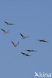 Kraanvogel (Grus grus)