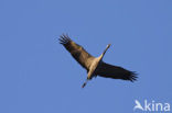 Kraanvogel (Grus grus)