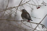 Fieldfare (Turdus pilaris)