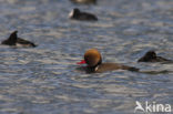 Red-crested Pochard (Netta rufina)