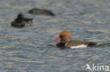 Red-crested Pochard (Netta rufina)