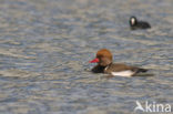 Red-crested Pochard (Netta rufina)