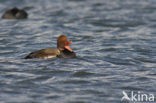 Red-crested Pochard (Netta rufina)