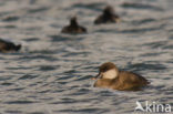 Red-crested Pochard (Netta rufina)